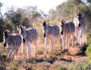 Breathtaking Africa - Brass Band