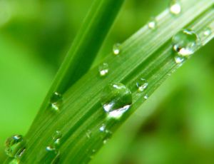 Green Green Grass: Travička Zelená - Wind Band
