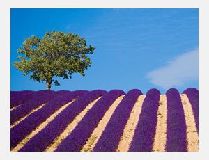 Tableaux de Provence - Wind Band