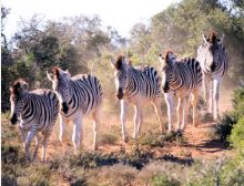 Breathtaking Africa - Wind Band