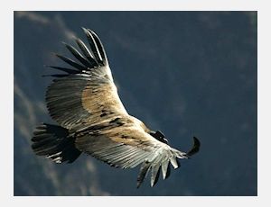 El Condor Pasa - Wind Band