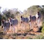 Breathtaking Africa - Wind Band