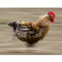 Chicken on the Run - Ensemble