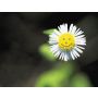 Forever Young Overture - Wind Band