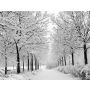 In the Bleak Midwinter - Ensemble