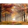 Paysage Melancolique - Fanfare Band