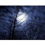 The Night of the Forrest - Fanfare Band