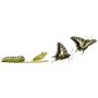 A Life of Butterfly - Brass Band