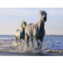 Attack Galop - Wind Band