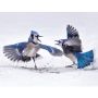 Bluejays - Fanfare Band