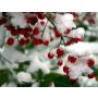 Drie Kerstliederen (Three Christmas Songs) - Ensemble