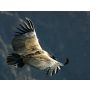 El Condor Pasa - Fanfare Band