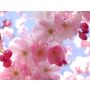 La Primavera - Fanfare Band