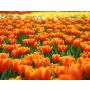 Oranje Fanfare - Wind Band