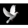 Song of Peace - Fanfare Band