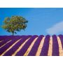 Tableaux de Provence - Wind Band