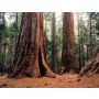 The Forest Primeval - Wind Band