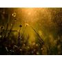 Two Bruckner Chorals - Fanfare Band