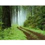 Woodland Scenery - Fanfare Band