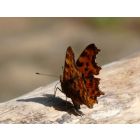 Aurelia (Eén naam is onze hope) - Wind Band