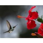 Have a Nice Day - Wind Band