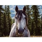 Hoofprints on the Heart - Flex 5