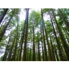 Longwood Concerto - Wind Band