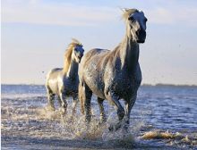 Attack Galop - Wind Band