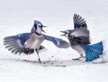 Bluejays - Fanfare Band