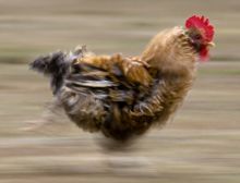 Chicken on the Run - Ensemble