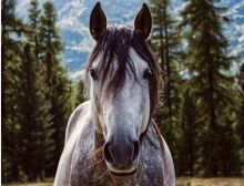 Hoofprints on the Heart - Flex 5