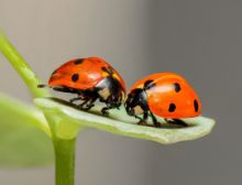 Interlude for Clarinet and Flute - Wind Band