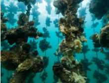 Je Crois Entendre Encore from Les Pêcheurs de Perles - Brass Band