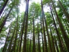 Longwood Concerto - Wind Band