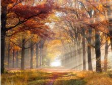 Paysage Melancolique - Fanfare Band