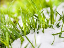 The Snow - Wind Band