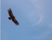 Wings - Fanfare Band