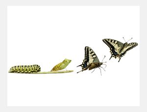 A Life of Butterfly - Brass Band