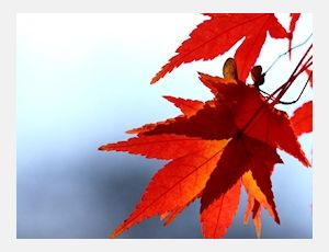 Allein Gott In Der Höh Sei Ehr - Wind Band