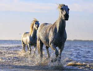 Attack Galop - Wind Band