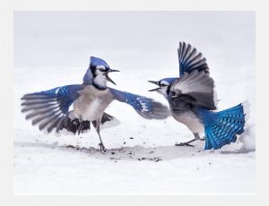 Bluejays - Fanfare Band