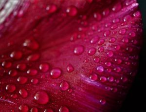 Capriccio - Wind Band