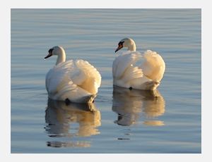 Corale - Fanfare Band