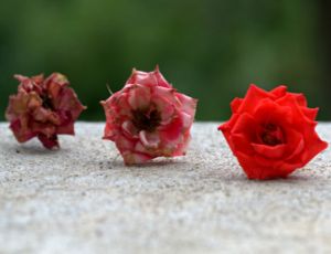 Evolutions for Winds - Wind Band