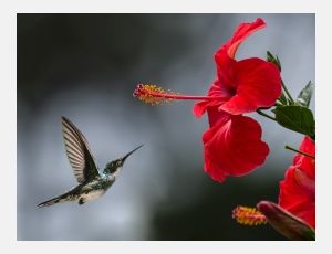 Have a Nice Day - Wind Band