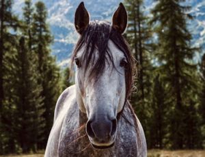 Hoofprints on the Heart - Flex 5