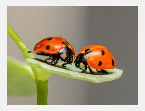 Interlude for Clarinet and Flute - Wind Band