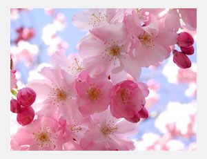 La Primavera - Fanfare Band
