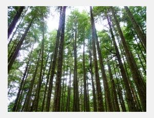 Longwood Concerto - Wind Band