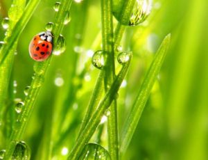 Morning Dew - Fanfare Band